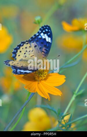 Détails de macro papillon sur fleur cosmos d'été Banque D'Images