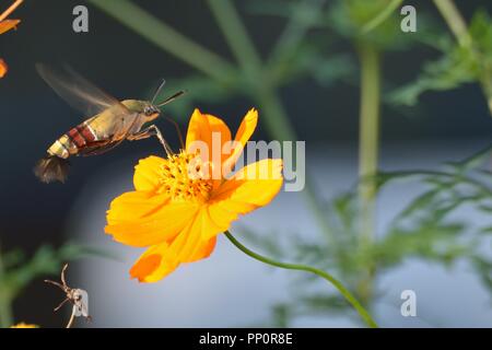 Détails de macro sur l'abeille fleur cosmos d'été Banque D'Images