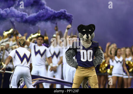 Seattle, WA, USA. 22 Sep, 2018. Harry le Husky attend de fonctionner avant un match entre l'Arizona State Sun Devils et Washington Huskies au Husky Stadium à Seattle, WA. Sean Brown/CSM/Alamy Live News Crédit : Cal Sport Media/Alamy Live News Banque D'Images