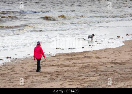 Colwyn Bay, Royaume-Uni. Septembre 2018UK Weather : un sentiment d'automne dans l'air sur l'Équinoxe d'automne le premier jour de l'automne avec des températures plus froides et des conditions de vent à la commune de Colwyn Bay, au nord du Pays de Galles. Un chien walker en tenant son chien de compagnie pour une promenade sur la plage exposée au vent à Colwyn Bay, au nord du Pays de Galles Banque D'Images