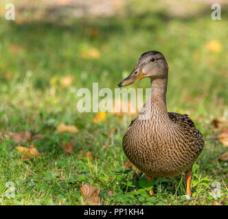 La Canard colvert dans Lamarche, Lac St-Jean, Québec, Canada Banque D'Images