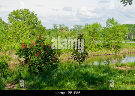 Un arbre et un buckeye rouge magnolia arbre à côté d'un ruisseau à St Louis Forest Park au printemps. Banque D'Images