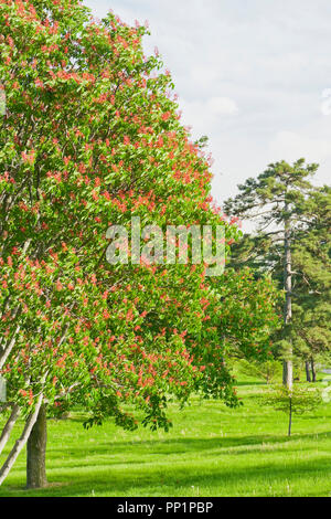 Arbres de Buckeye avec fleurs rouges à St Louis Forest Park sous un ciel avec nuages crémeux après une douche pluie sur un soir de printemps en mai. Banque D'Images