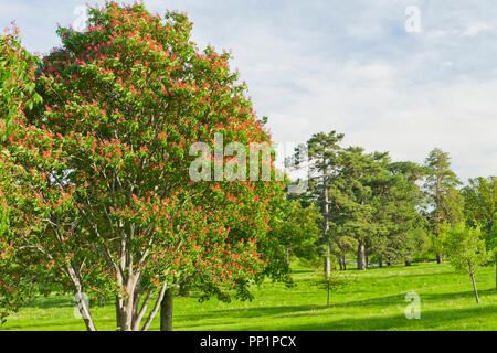 Arbres de Buckeye avec fleurs rouges à St Louis Forest Park sous un ciel avec nuages crémeux après une douche pluie sur un soir de printemps en mai. Banque D'Images