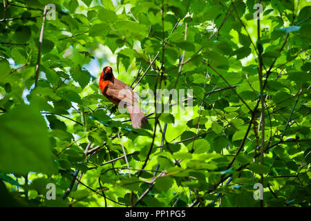 Le plumage d'un rouge cardinal mâle se distingue parmi les feuilles vertes d'un arbre un jour de printemps à la mi-mai. Banque D'Images
