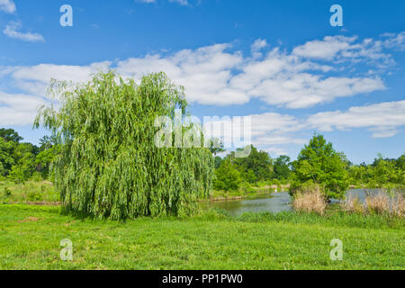 Ciel avec nuages et riche d'azur (bleu) sur un saule pleureur à côté de l'arbre à St Louis Post-Dispatch Lake Forest Park sur une journée d'été en juin. Banque D'Images