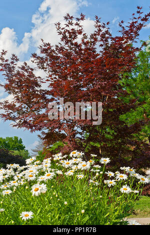 Les marguerites blanches et d'un érable japonais avec le feuillage d'un rouge profond dans les usines de Jardin Mérite à St Louis Forest Park sur une partiellement nuageux d'été Juin ev Banque D'Images