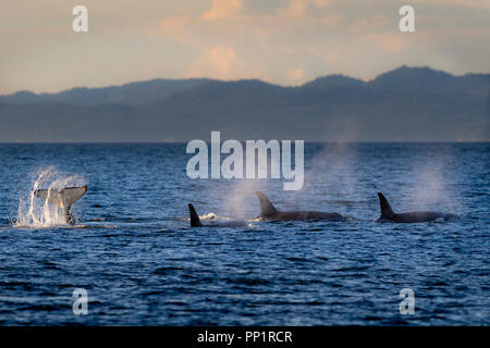 Le nord de l'épaulard résident gousses (épaulards, Orcinus orca, A & G-clan) jouant sur une fin d'après-midi dans le nord le long du détroit de la Reine-Charlotte Vanco Banque D'Images