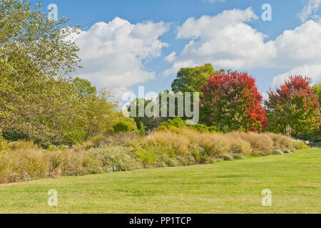 Freeman maples showcase fiery red feuillage sur la Pagode au Cercle Saint Louis Forest Park Une journée d'automne. Banque D'Images