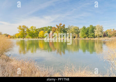 Un arbre liquidambar se distingue au-dessus des arbres au-delà du Post-Dispatch Lac avec feuillage de l'automne à St Louis Forest Park, à la fin d'octobre. Banque D'Images