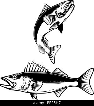 Signe du poisson doré sur fond blanc. Zander à la pêche. L'élément de conception de logo, étiquette, emblème, signe. Vector illustration Illustration de Vecteur