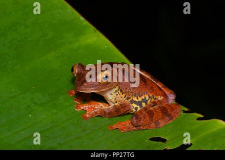 Une Grenouille Arlequin (Rhacophorus pardalis) sur une feuille dans la nuit dans Danum Valley Conservation Area, Sabah, Bornéo, Malaisie Orientale Banque D'Images