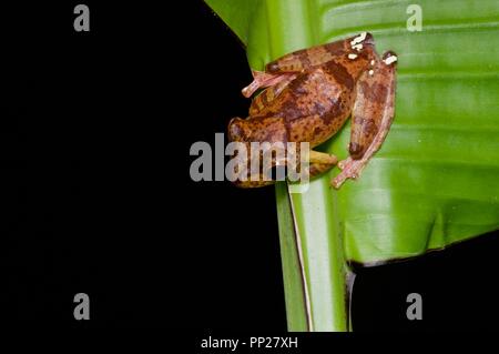 Une Grenouille Arlequin (Rhacophorus pardalis) sur une feuille dans la nuit dans Danum Valley Conservation Area, Sabah, Bornéo, Malaisie Orientale Banque D'Images