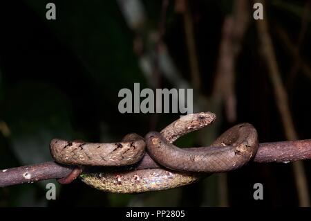 Un Psammodynastes pulverulentus (maquette commune Viper) enroulé sur une branche mince de nuit dans Danum Valley Conservation Area, Sabah, Bornéo, Malaisie Orientale Banque D'Images