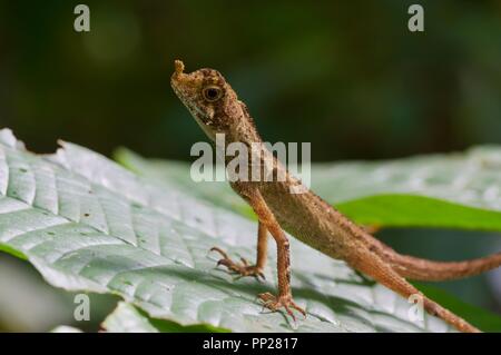 Une Aphaniotis (Agama Earless ornata) perché sur une feuille dans la Danum Valley Conservation Area, Sabah, Bornéo, Malaisie Orientale Banque D'Images