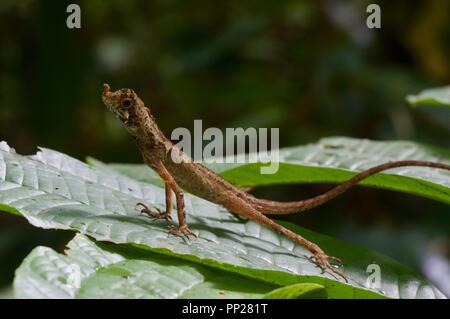 Une Aphaniotis (Agama Earless ornata) perché sur une feuille dans la Danum Valley Conservation Area, Sabah, Bornéo, Malaisie Orientale Banque D'Images