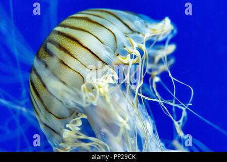 Ortie de mer japonais (Chrysaora pacifica) à l'Aquarium de Géorgie dans le centre-ville d'Atlanta, Géorgie. (USA) Banque D'Images