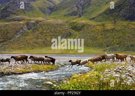 Troupeau de moutons traversant la rivière dans la vallée de montagnes du Kirghizistan, en Asie centrale Banque D'Images