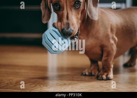 Miniature brun lisse dachshund puppy invitant le propriétaire à jouer avec lui, holding blue ball jouet dans sa bouche. Banque D'Images