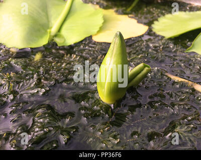 Les nénuphars sont hors de portée pour le soleil, le nénuphar. Banque D'Images