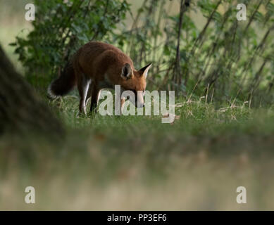 Un wild Red Fox (Vulpes vulpes) traque des proies, Warwickshire Banque D'Images