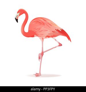 Flamant rose et rouge illustration vectorielle. Cool d'oiseaux exotiques, design décoratif permanent collection d'éléments. Flamingo isolé sur fond blanc Illustration de Vecteur