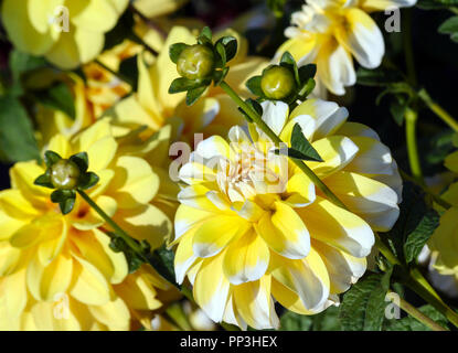 Variété de chrysanthème bahama dahlia citron , une fleur en close-up, un gros jaune avec des pétales blancs sur les pointes, éclairé par la lumière du soleil, Banque D'Images