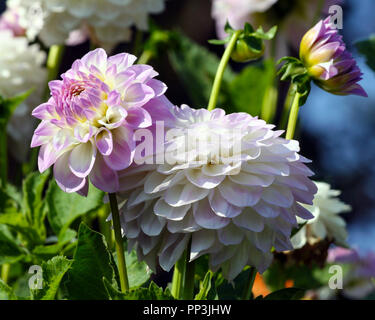 Variété de chrysanthème minuit lune asteraceae plante, pétales de douceur lumineuse lilas se transformer en une plante jaune et blanc de l'ombre, une journée ensoleillée d'automne Banque D'Images