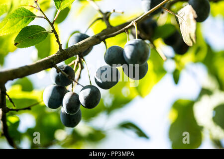 Prunellier bleu fruits sur des branches dans jardin Banque D'Images