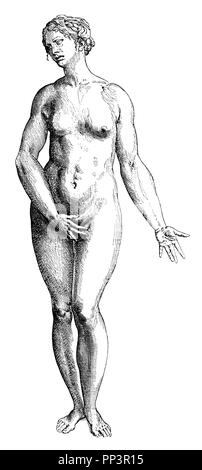 Chiffre idéal féminin. Après le disciple Titien Stephan von Calcar, de Vésale, De humani corporis fabrica, 1910 Banque D'Images