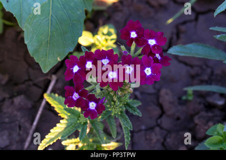 Verveine fleurs pourpre dans le jardin Banque D'Images