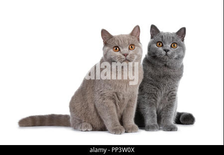 Superbe ensemble de la cannelle et des jeunes adultes chats British Shorthair bleu assis ensemble, à à l'heure avec yeux orange isolé sur fond blanc Banque D'Images