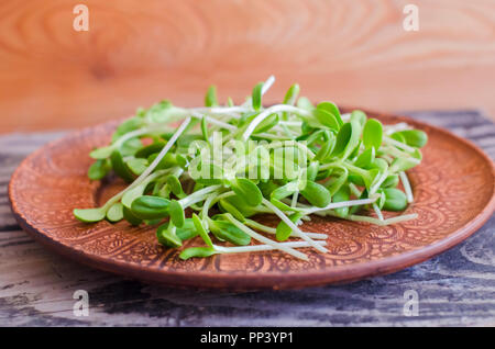 Les plantules de tournesol sur une plaque d'argile sur un fond de bois. Microgreens organique. Banque D'Images