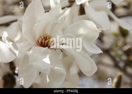 Blanc de printemps en fleurs fleurs de Magnolia Banque D'Images