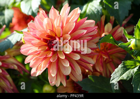 Variété de chrysanthème crazy legs dahlia , une fleur en close-up, une grosse orange-rouge-rose fleur entouré de feuillage vert et de plantes analogues, Banque D'Images