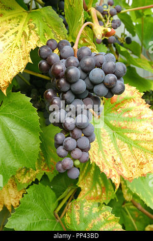 Vinranka commun, vigne (Vitis vinifera) Banque D'Images