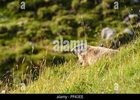 Lechtaler Alpen, Alpes de Lechtal : Alpenmurmeltier (Marmota marmota, marmotte, marmotte), prairie, région TirolWest, Tirol, Tyrol, Autriche Banque D'Images