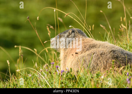 Lechtaler Alpen, Alpes de Lechtal : Alpenmurmeltier (Marmota marmota, marmotte, marmotte), prairie, région TirolWest, Tirol, Tyrol, Autriche Banque D'Images