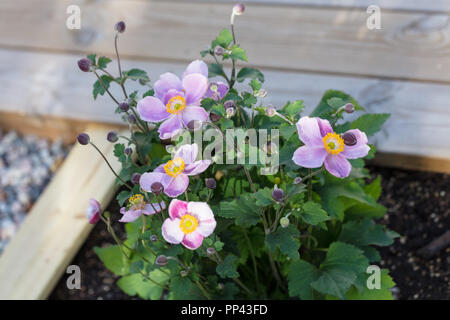 'Little Princess' anémone du Japon (Anemone hupehensis, Höstanemon) Banque D'Images