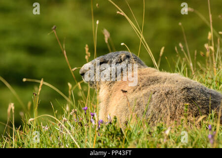 Lechtaler Alpen, Alpes de Lechtal : Alpenmurmeltier (Marmota marmota, marmotte, marmotte), prairie, région TirolWest, Tirol, Tyrol, Autriche Banque D'Images