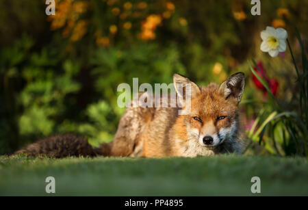 Close up of a red fox située dans l'arrière-cour par le lit de fleur au printemps, au Royaume-Uni. Banque D'Images