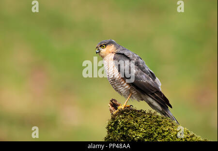 Close up of Eurasian huppé (Accipiter nisus) perching on a wooden post moussus, Ecosse, Royaume-Uni. Banque D'Images