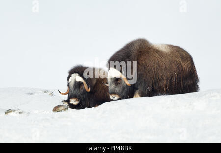 Portrait de deux jeunes le Bœuf musqué (Ovibos moschatus) situées dans les montagnes de neige pendant l'hiver froid Dovrefjell en Norvège. Banque D'Images