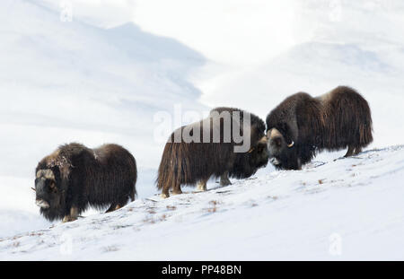 Trois hommes le Bœuf musqué (Ovibos moschatus) standing in snowy Dovrefjell montagnes pendant l'hiver froid en Norvège. Banque D'Images