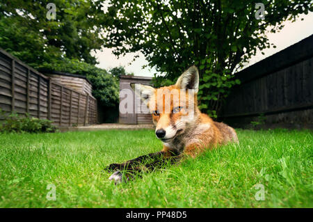 Close up of a red fox couché dans l'herbe en été. Banque D'Images