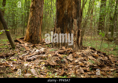 Les arbres endommagés du scolyte de l'insecte. Avec l'écorce des arbres endommagés dans la forêt. Le reboisement de la forêt par un insecte coléoptère. Banque D'Images