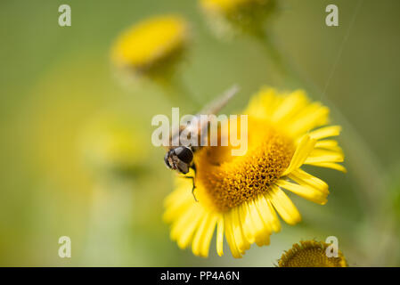 Hoverfly sur Fleabane Banque D'Images