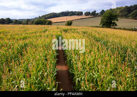 Le Labyrinthe de maïs, Cawthorne, South Yorkshire Banque D'Images