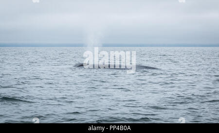 Rorqual bleu avec de l'eau de ses flancs en streaming et ses évents Banque D'Images