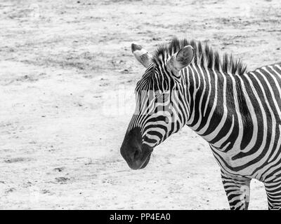 African Zebra portrait en noir et blanc Banque D'Images